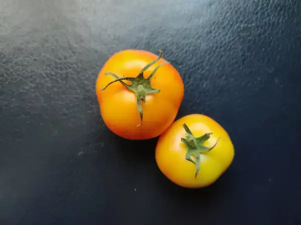 Tomaten: Livingston’s Golden Queen