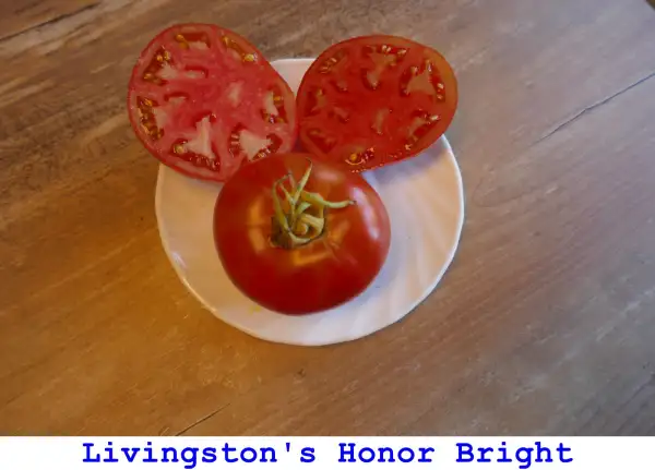 Tomaten: Livingston’s Honor Bright