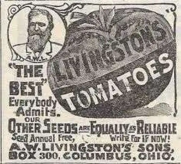 Tomaten: Livingston’s Ideal