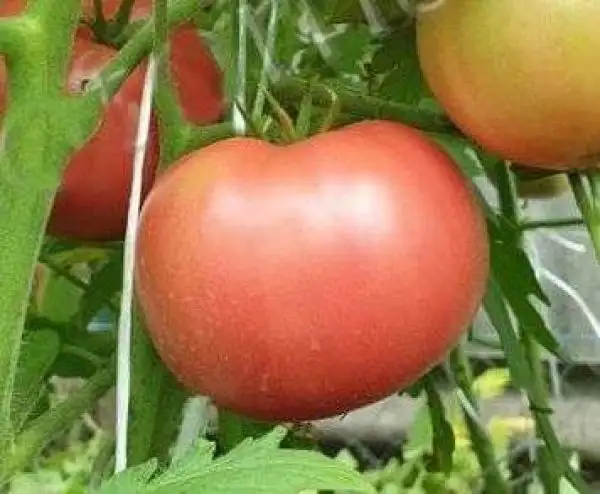 Tomaten: Livingston’s Main Crop Pink