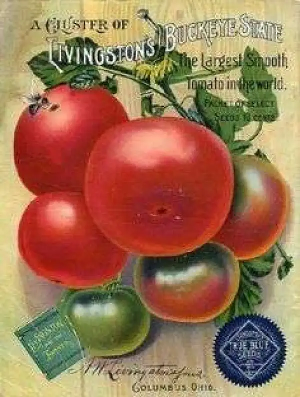 Tomaten: Livingston’s Ohio Red