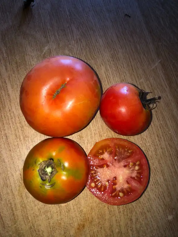 Tomaten: Livingston