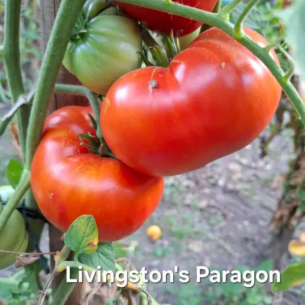 Tomaten: Livingston