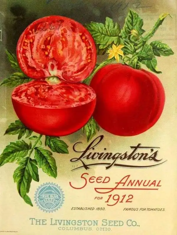 Tomaten: Livingston’s Stone