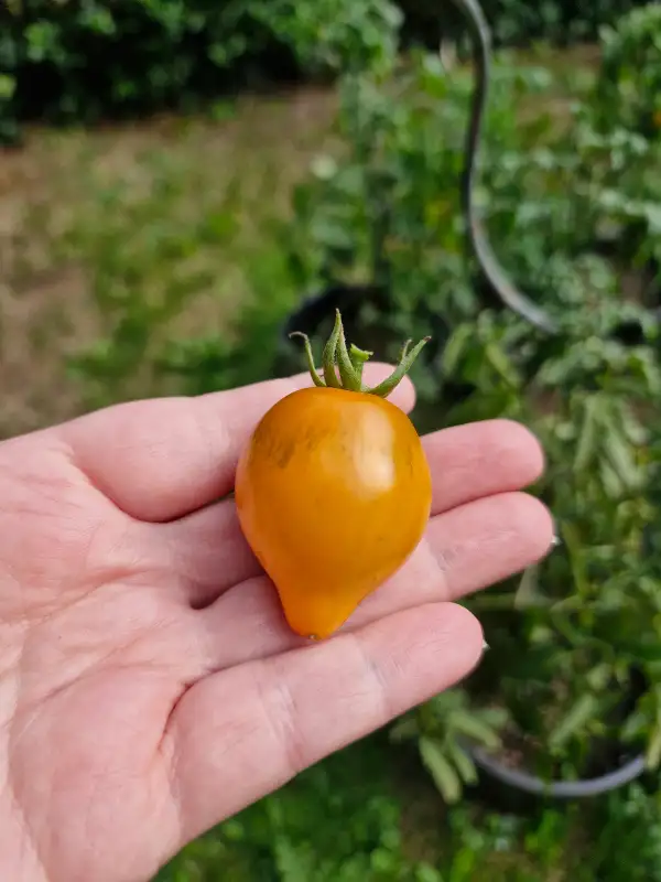 Tomaten: Livingston yellow oxheart