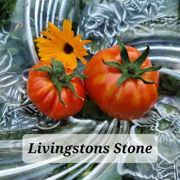 Tomaten: Livingstons Stone