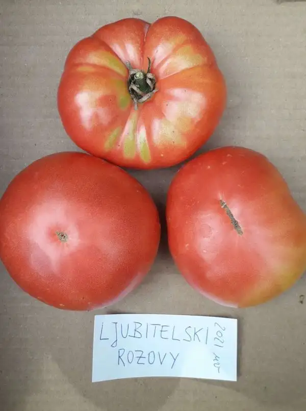 Tomaten: Ljubitelski Rozovy