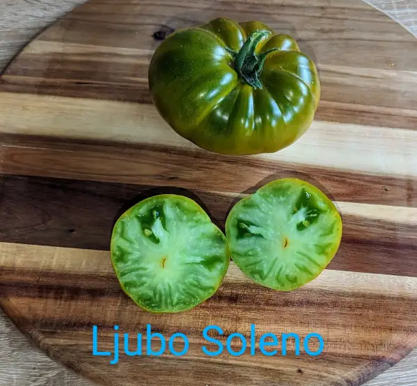 Tomaten: Ljubo Soleno