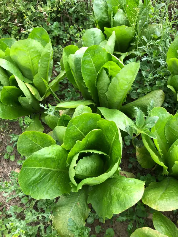 Salate: Llarg de Serinyà