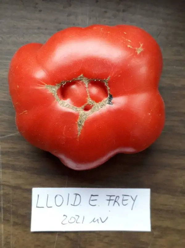 Tomaten: Lloid E Frey