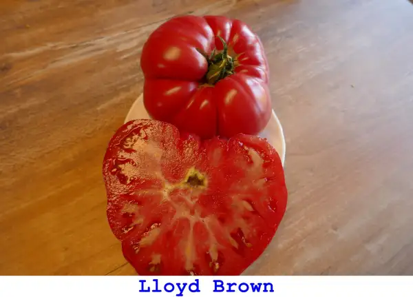 Tomaten: Lloyd Brown