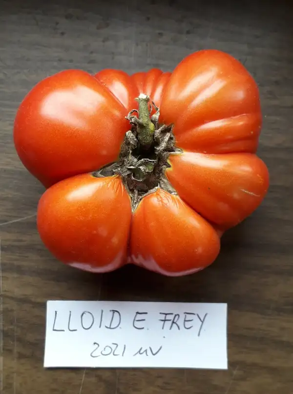 Tomaten: Lloyd E Frey