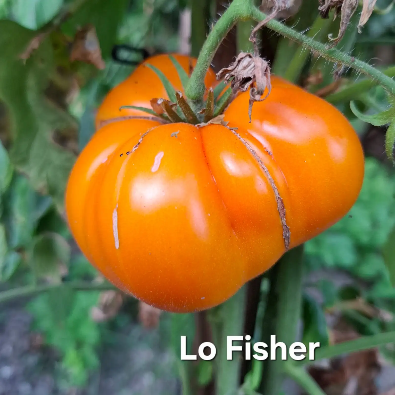 Tomaten: Lo Fisher