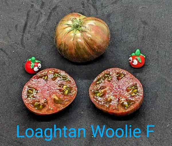 Tomaten: Loaghtan Woolie