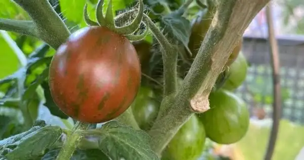 Tomaten: Loi