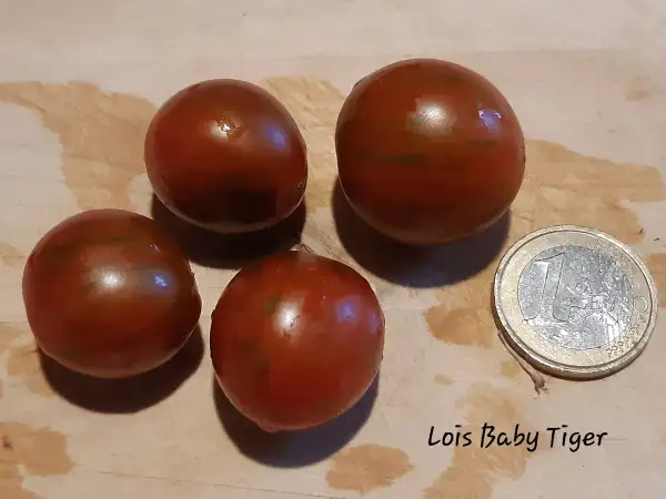 Tomaten: Lois Baby Tiger