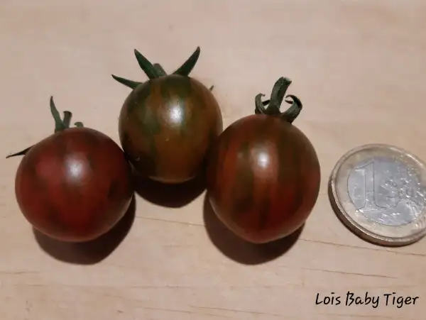 Tomaten: Lois Baby Tiger