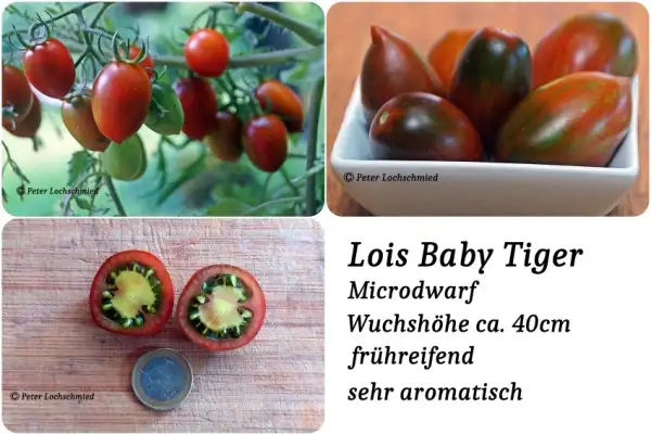 Tomaten: Lois Baby Tiger