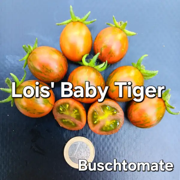 Tomaten: Lois Baby Tiger