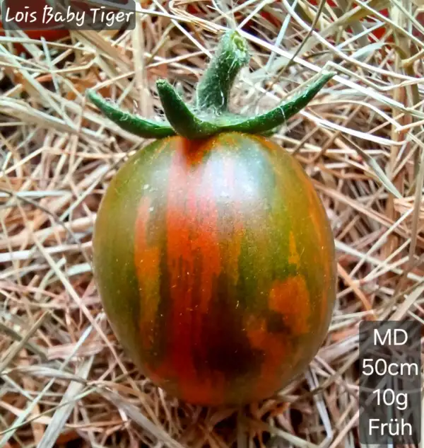 Tomaten: Lois Baby Tiger