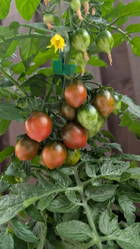 Tomaten: Lois Baby Tiger (Micro Dwarf)
