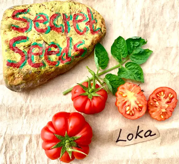 Tomaten: Loka