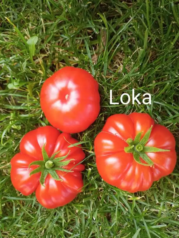 Tomaten: Loka