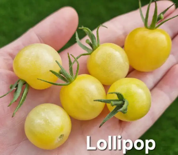 Tomaten: Lollipop