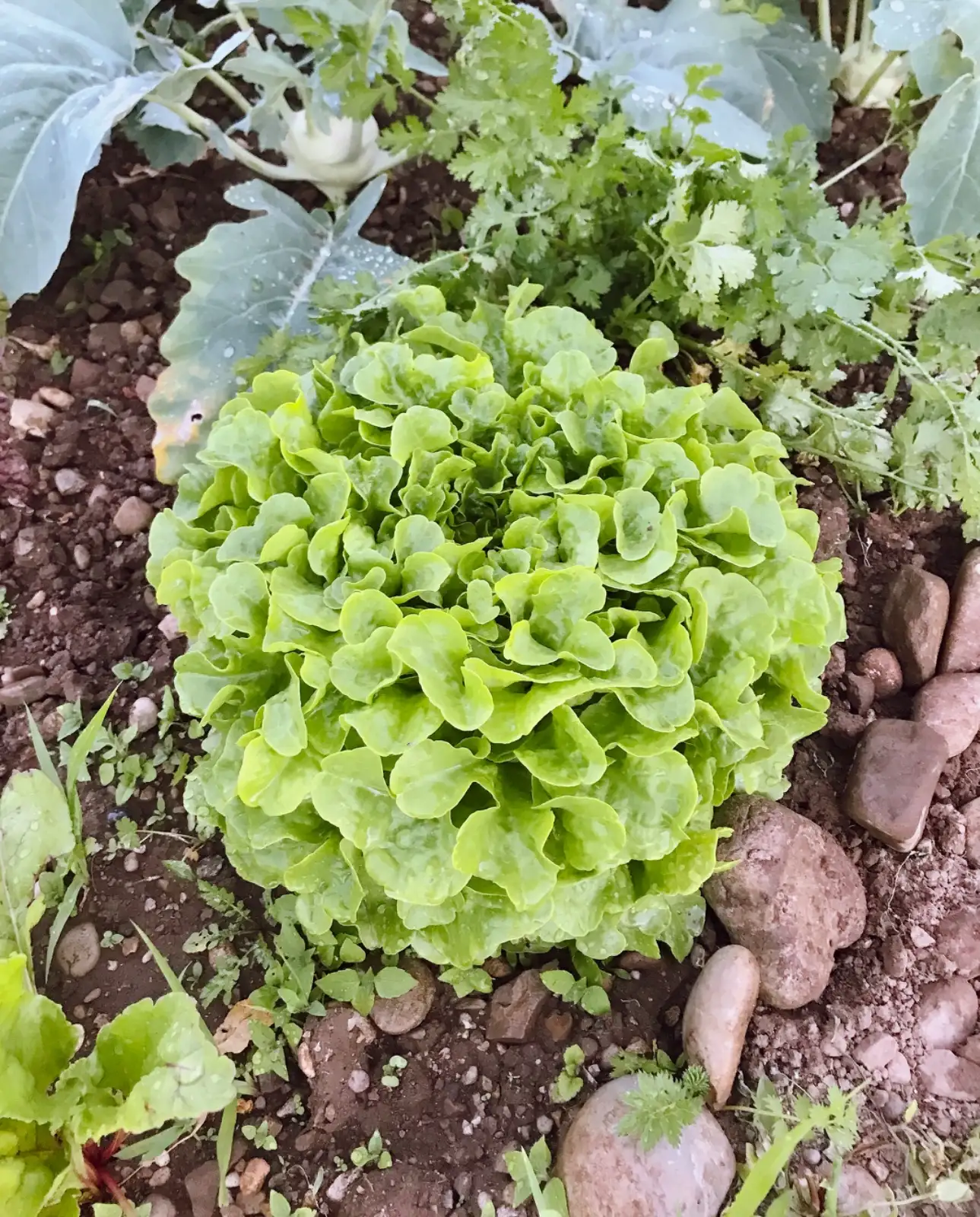 Salate: Lollo Bionda