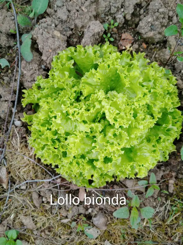 Salate: Lollo Bionda