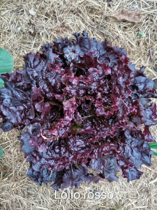 Salate: Lollo rossa