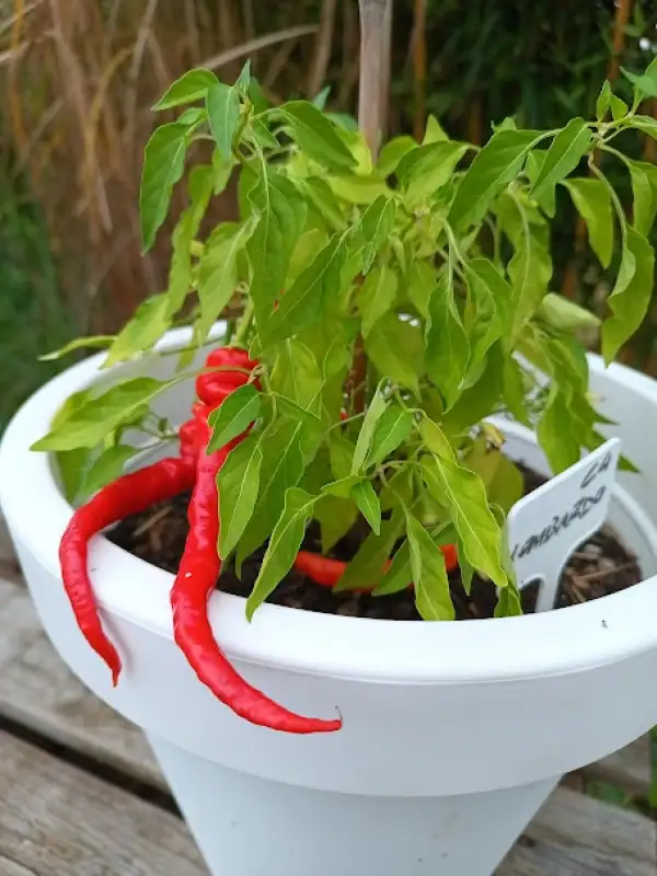 Chili / Paprika: Lombardo