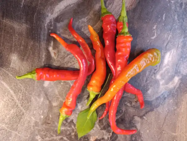 Chili / Paprika: Lombardo