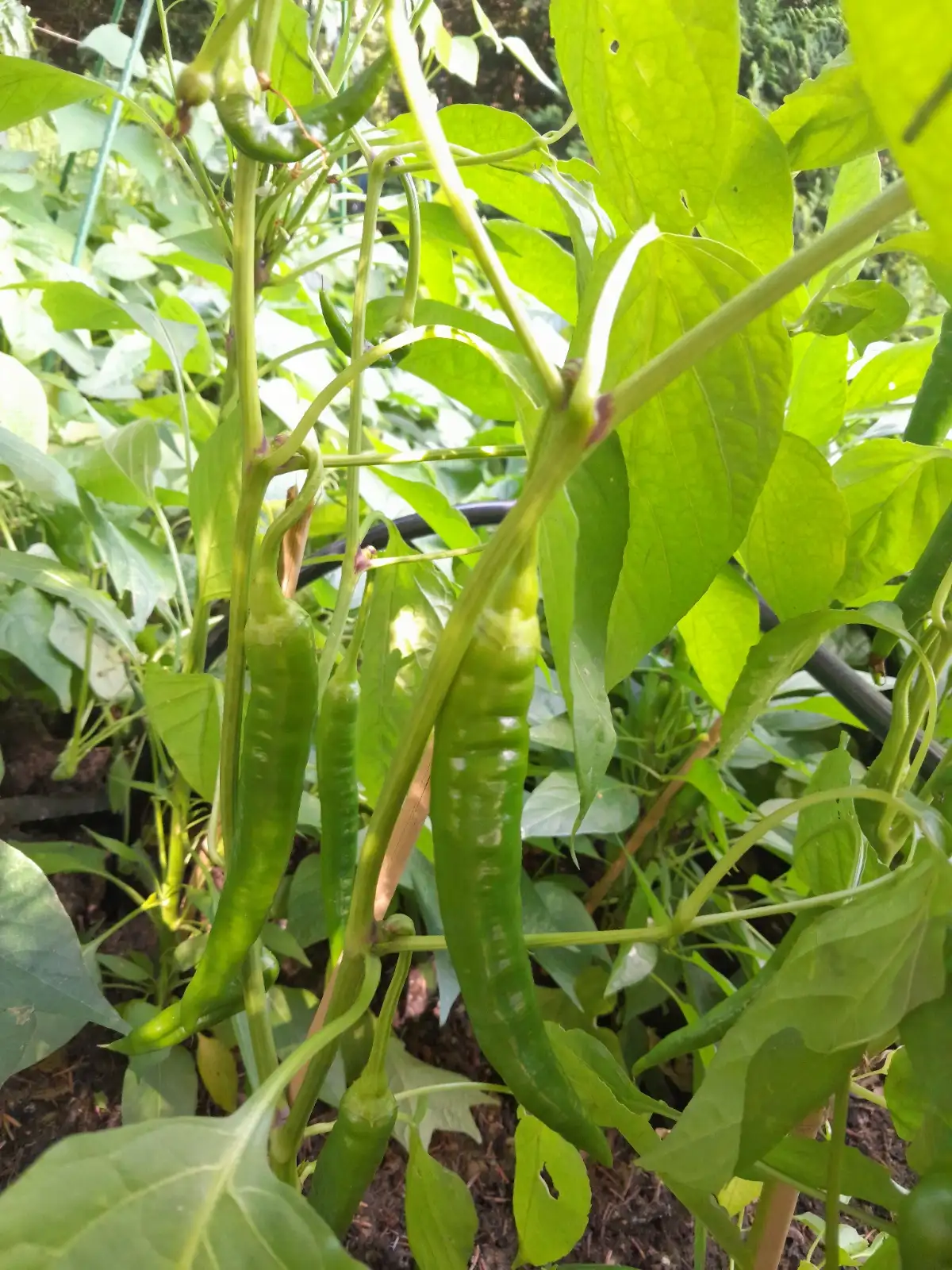 Chili / Paprika: Lombardo