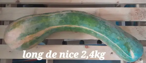 Kürbisse: Long de Nice