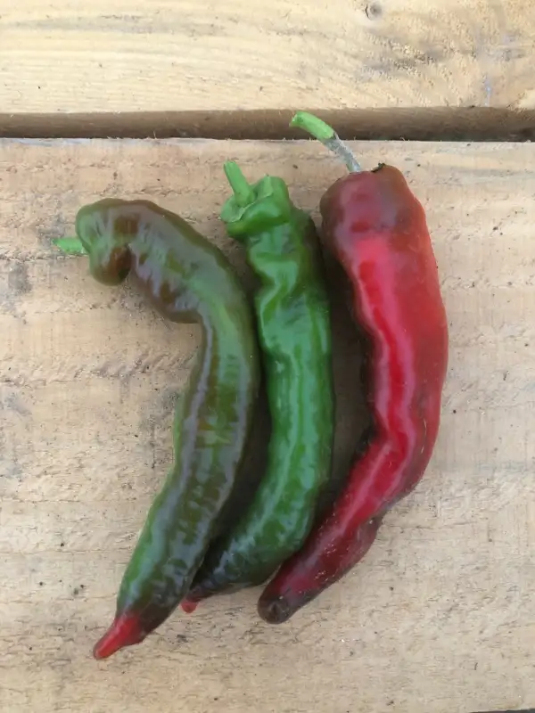 Chili / Paprika: Long du Coudré (sweet)