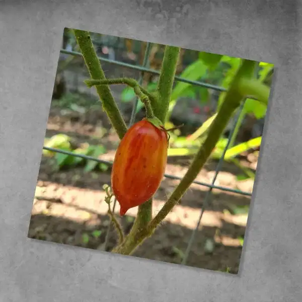 Tomaten: Long Galaxy F4