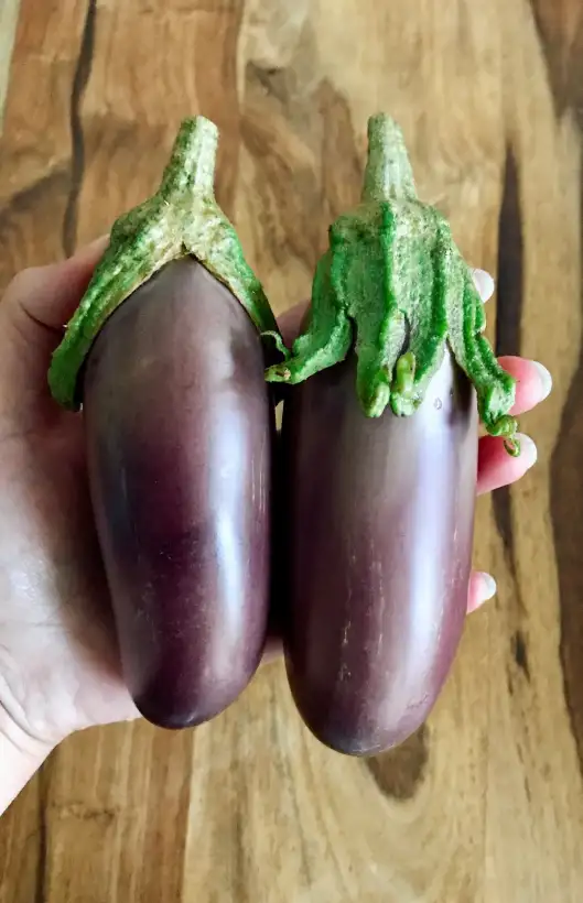 Auberginen: Long Purple