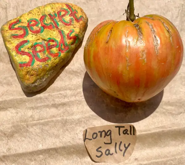 Tomaten: Long Tall Sally