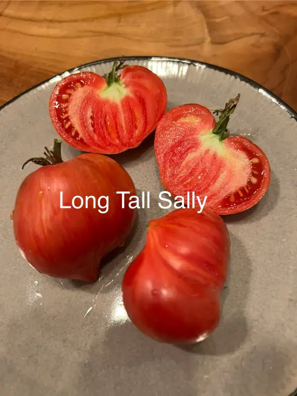 Tomaten: Long Tall Sally