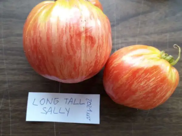 Tomaten: Long Tall Sally
