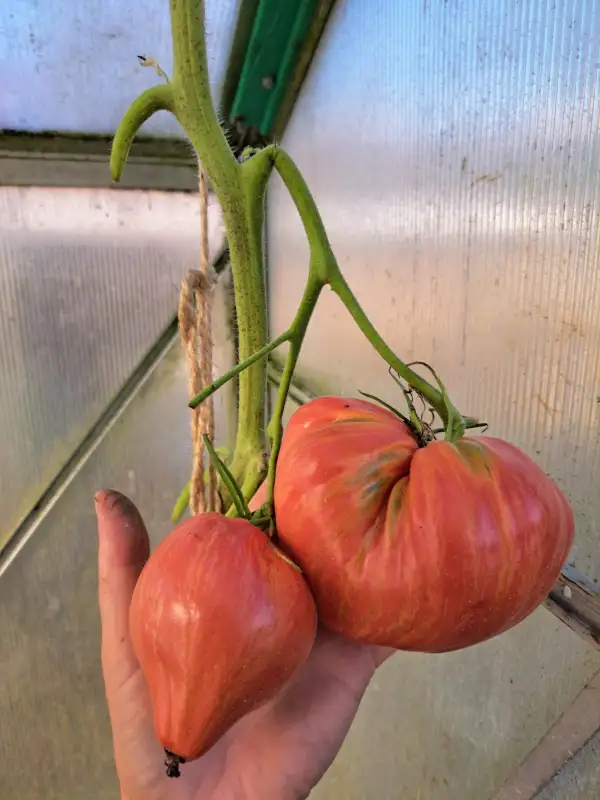 Tomaten: Long Tall Sally