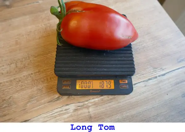Tomaten: Long Tom
