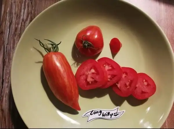 Tomaten: Long Willy
