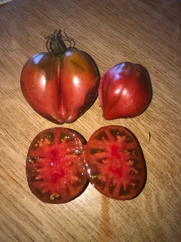 Tomaten: Longhorn