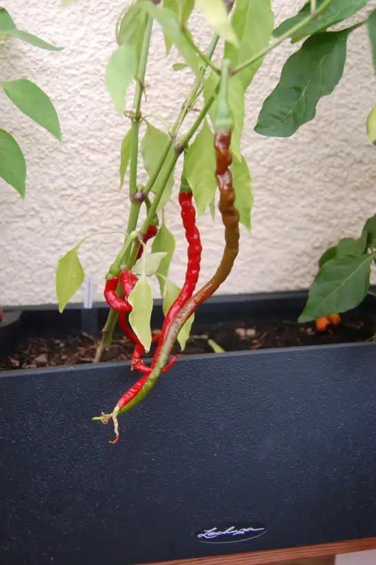 Chili / Paprika: Longhorn Mountain
