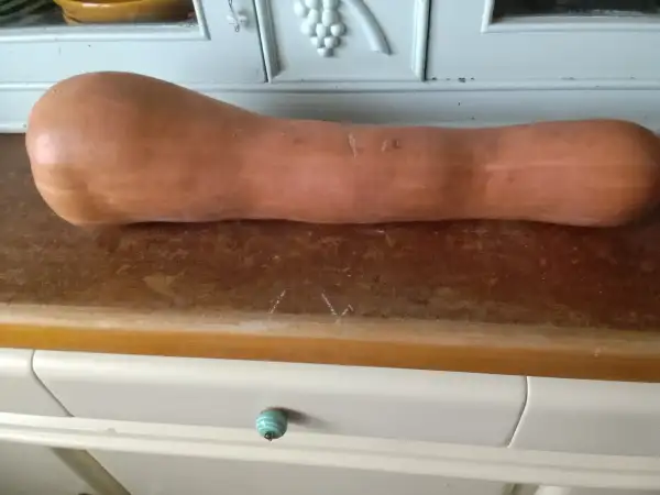 Kürbisse: Longue de Nice