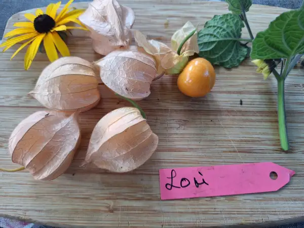 Physalis: Lori