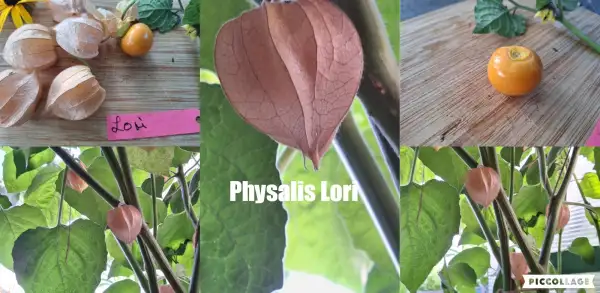 Physalis: Lori