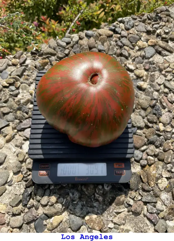 Tomaten: Los Angeles